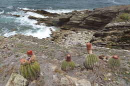 Image of Melocactus intortus subsp. intortus