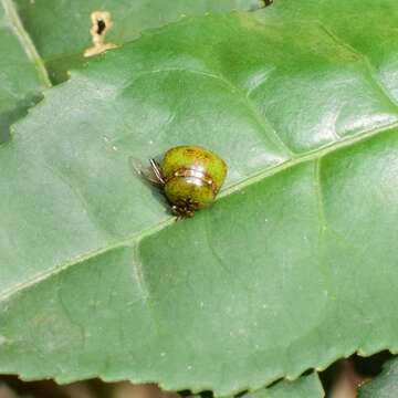 Image of <i>Megacopta horvathi</i>