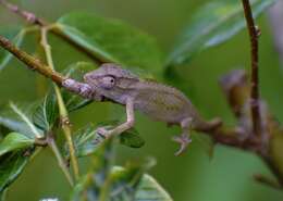 Image of Black-headed Dwarf Chameleon