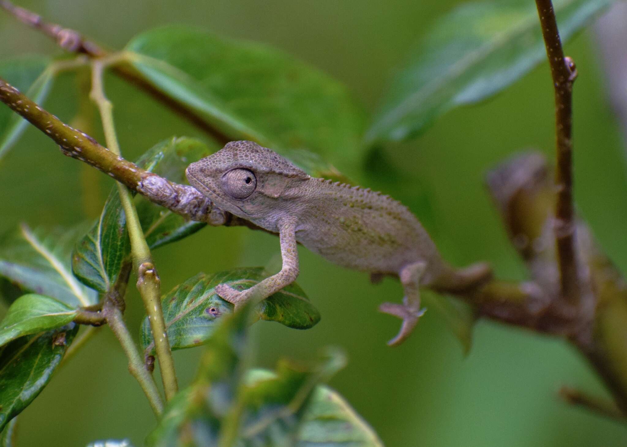 Image of Black-headed Dwarf Chameleon