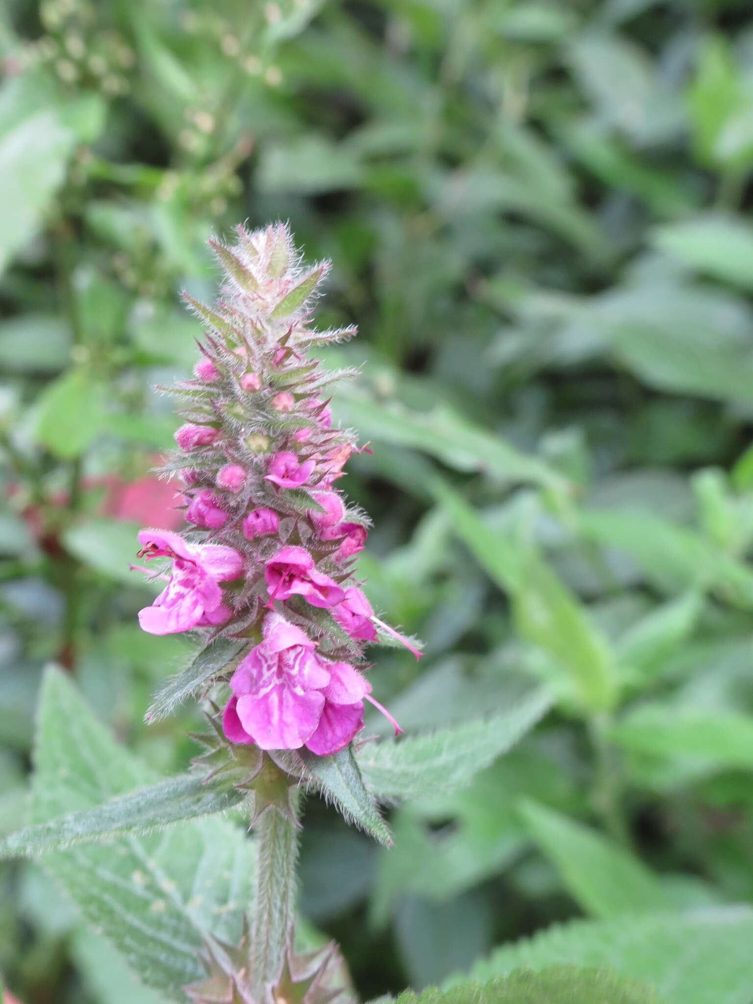 Image of Stachys ambigua Sm.