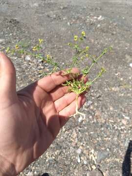 Image of Eriogonum galioides I M. Johnst.