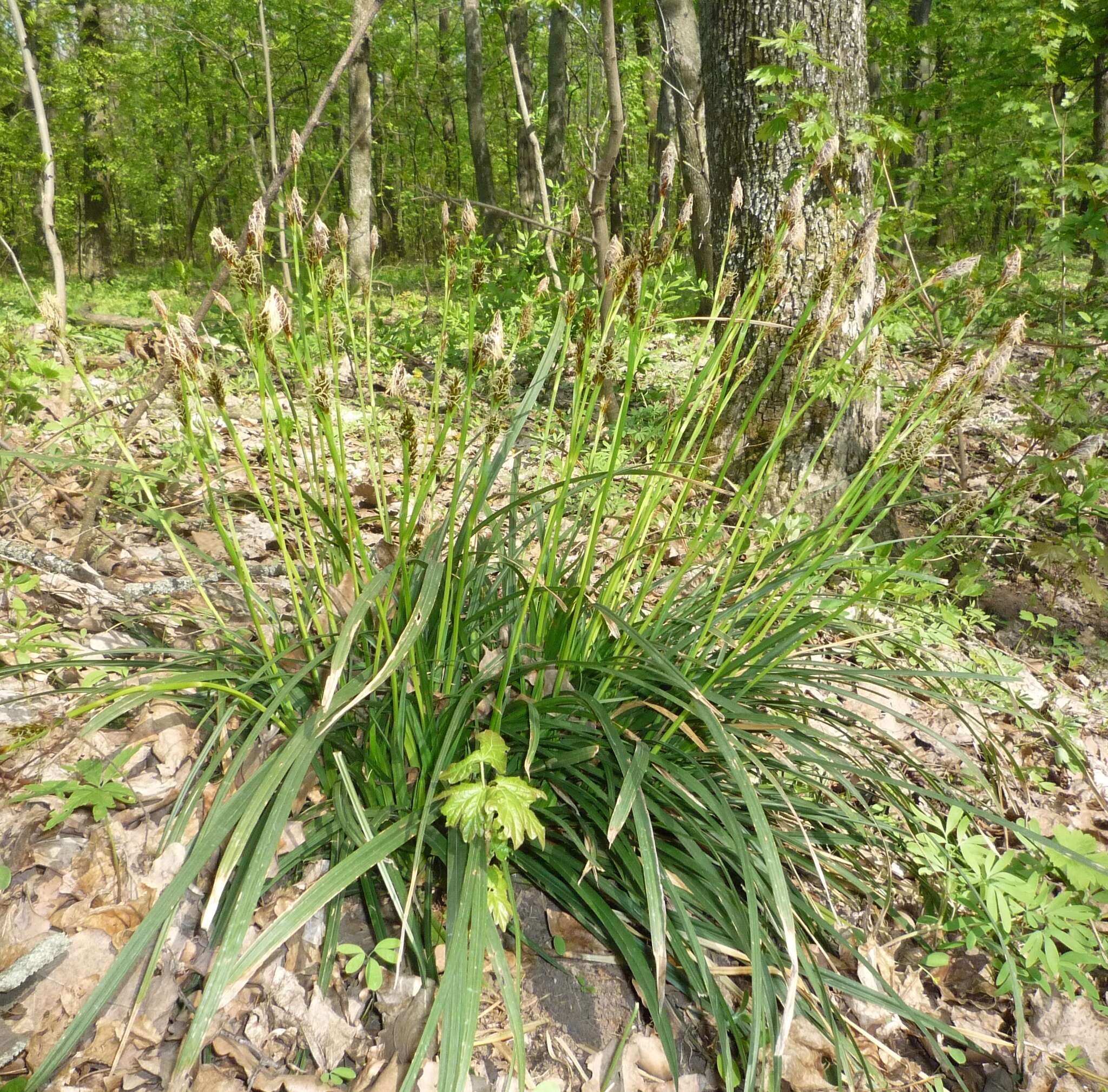 Carex brevicollis DC. resmi