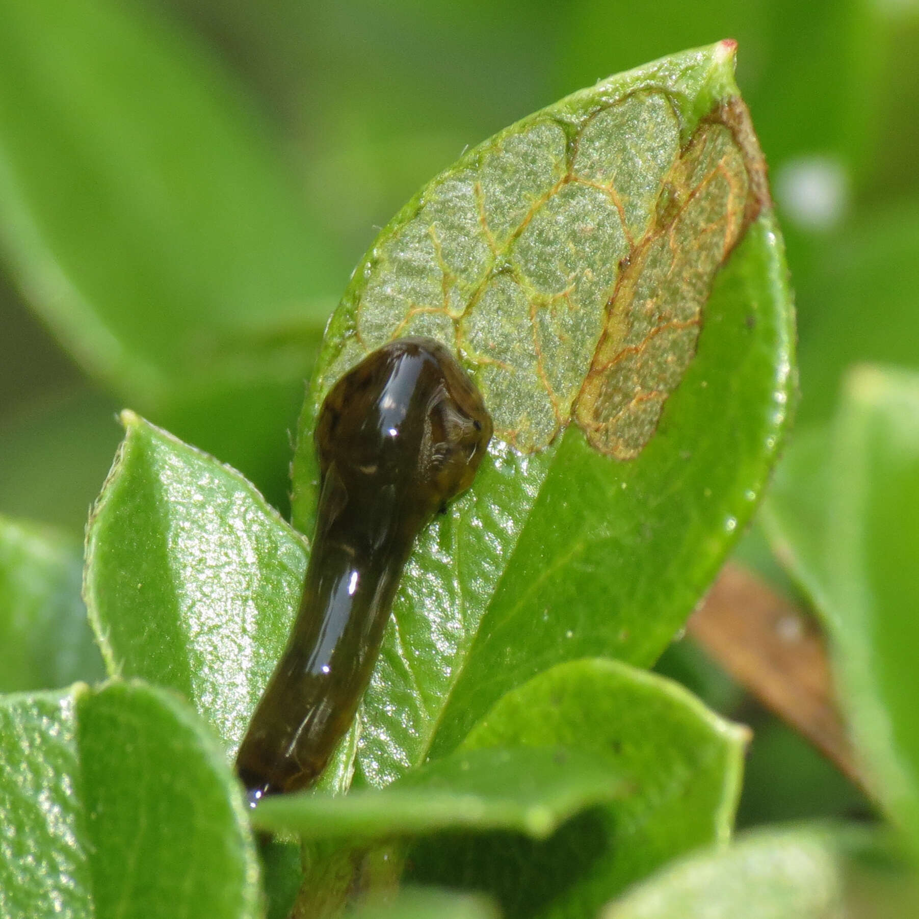 Image of Cherry slug