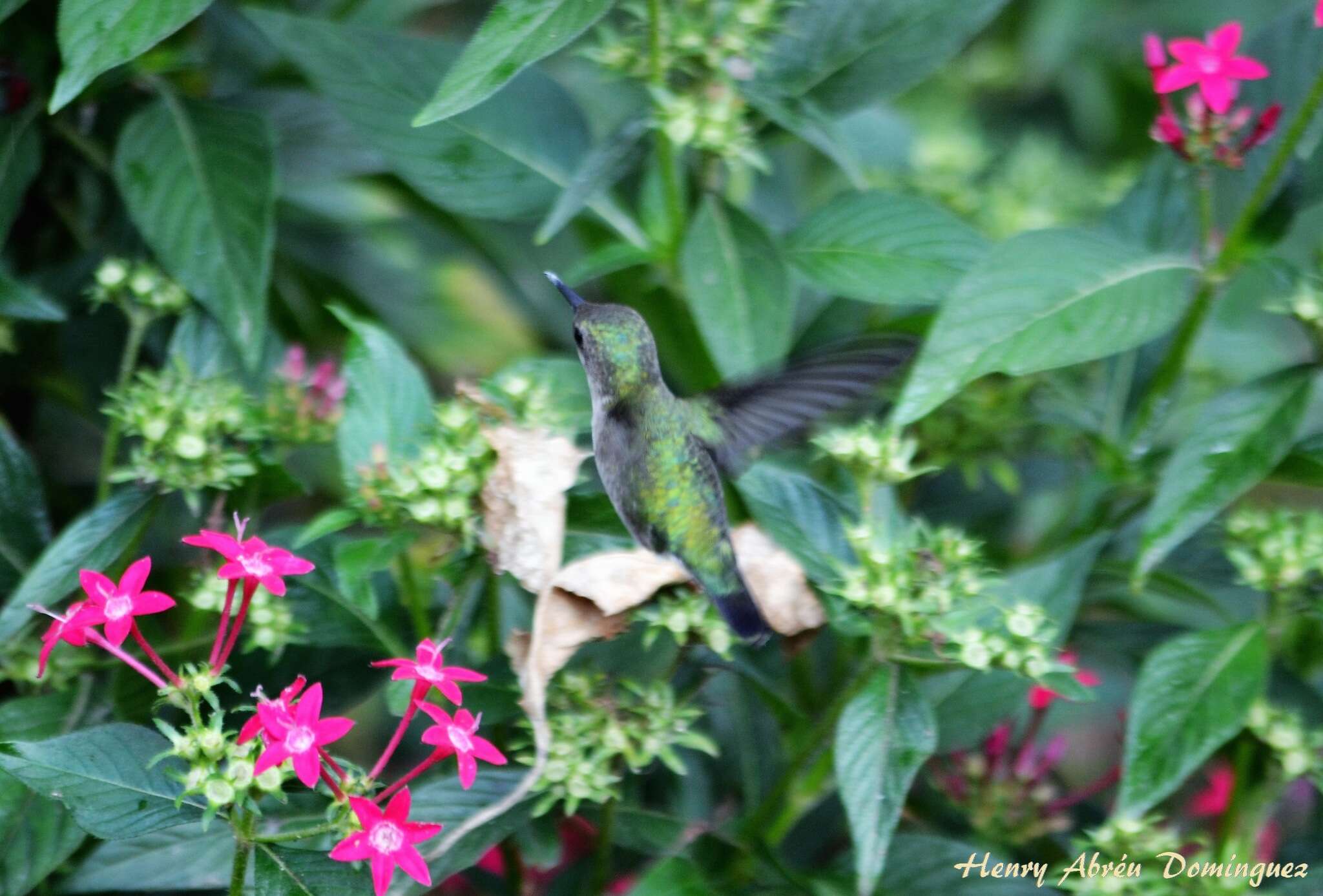 Image of Vervain Hummingbird