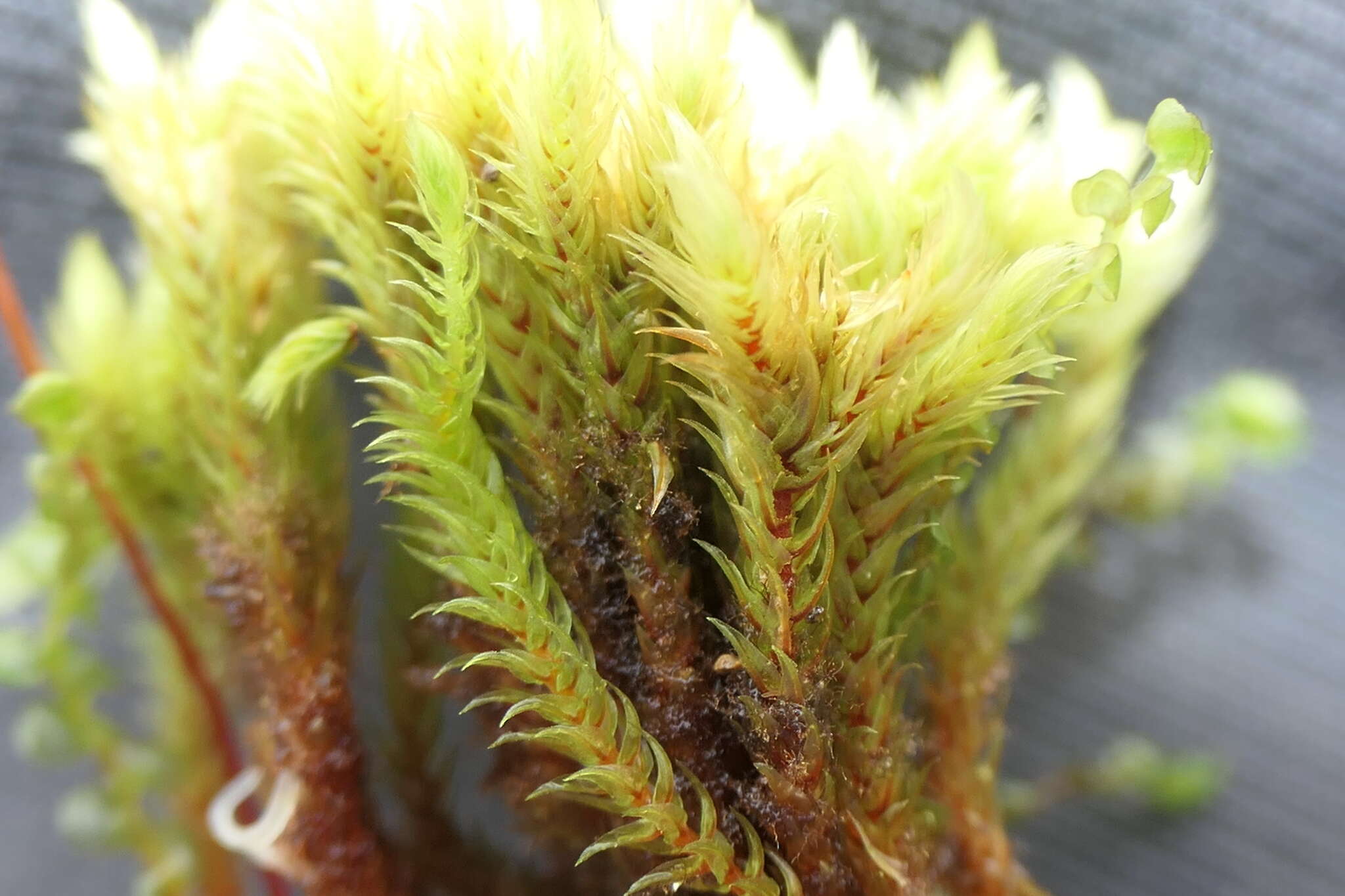 Image of thick-nerved apple-moss