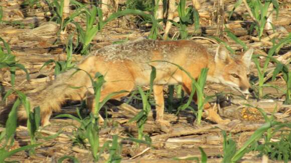 Image de Renard Véloce