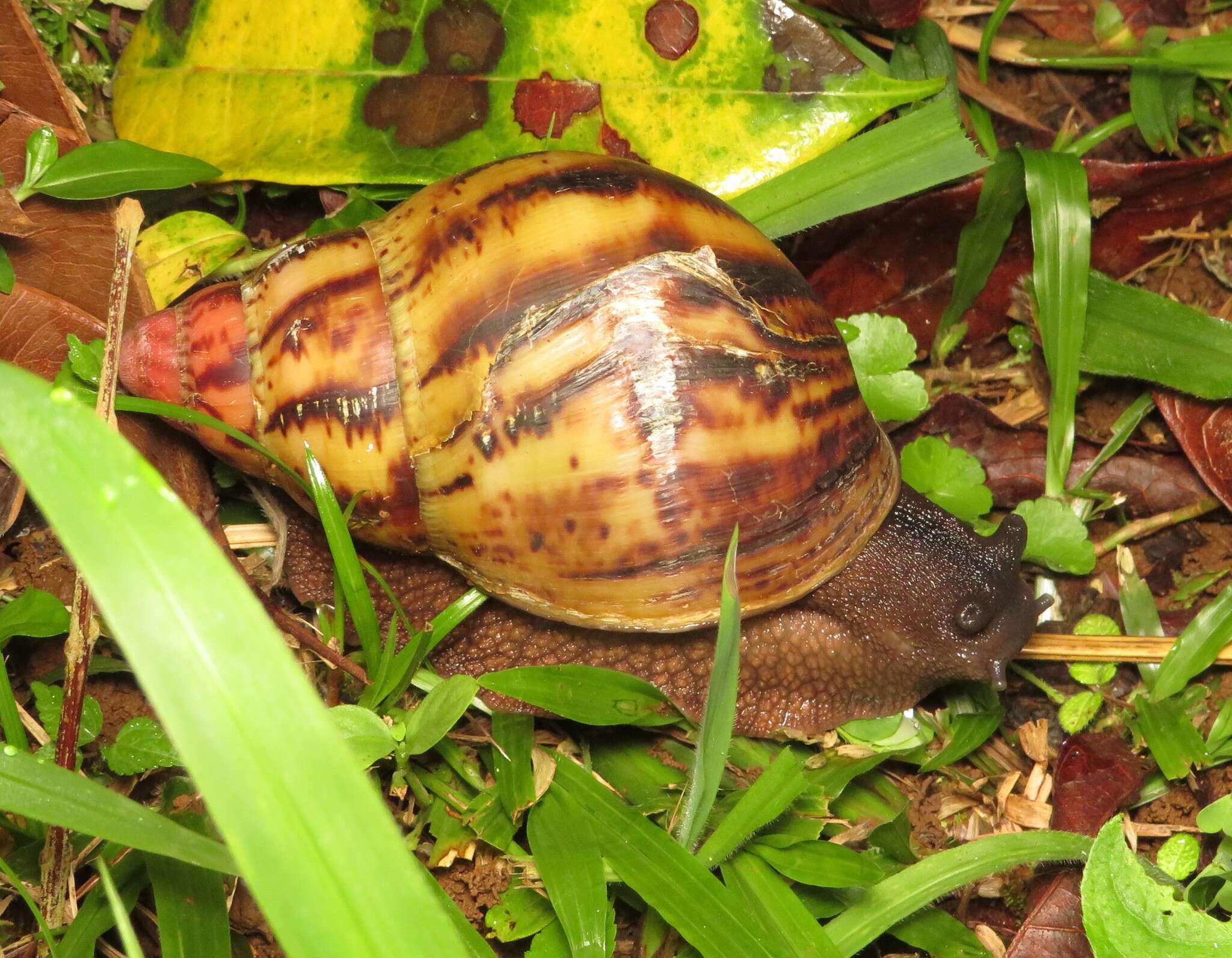 Image de Archachatina marginata (Swainson 1821)