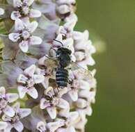 Image of Flat-tailed Leaf-cutter Bee