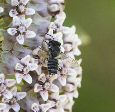 Megachile mendica Cresson 1878 resmi