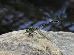 Image of Hemigomphus comitatus (Tillyard 1909)