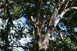 Image of Aechmea bromeliifolia (Rudge) Baker ex Benth. & Hook. fil.