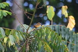 Image of Ramphocelus passerinii costaricensis Cherrie 1891