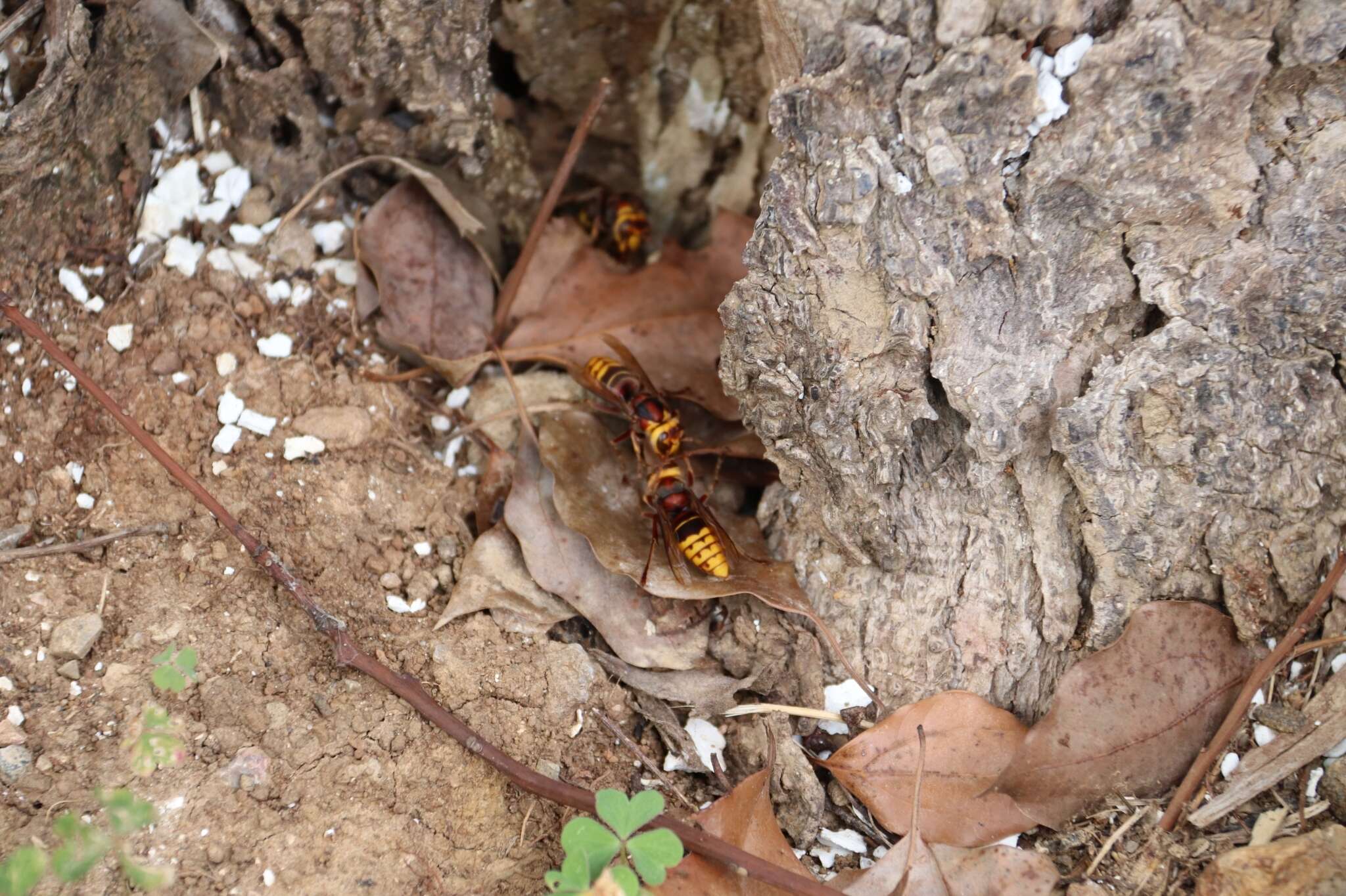 Image of Vespa crabro crabroniformis Smith 1852