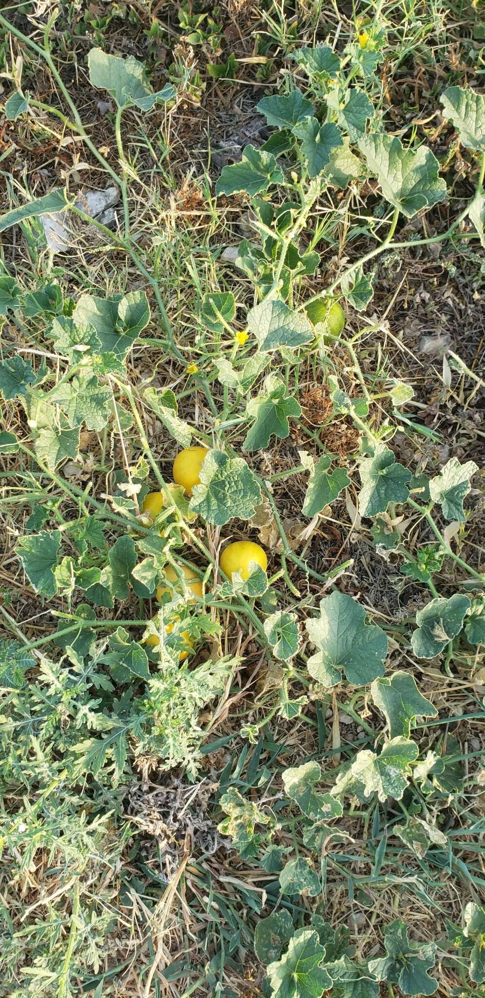 Image of Cucumis melo var. agrestis Naudin