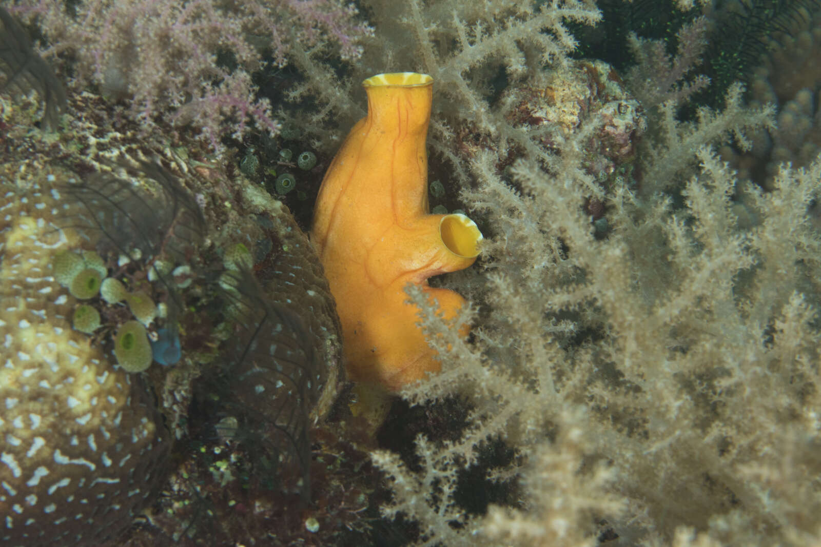 Image de Polycarpa aurata (Quoy & Gaimard 1834)