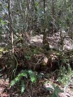 Image of Forest Spleenwort