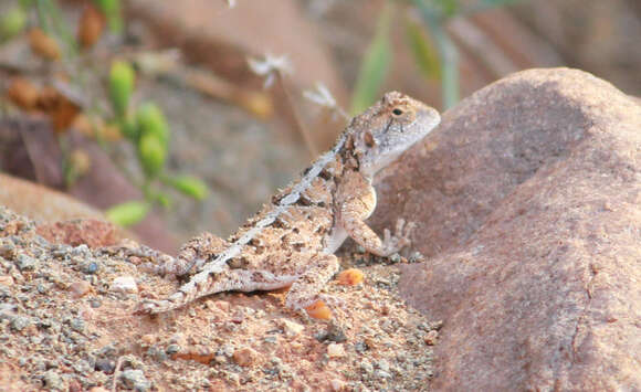 Image of Peters' ground agama