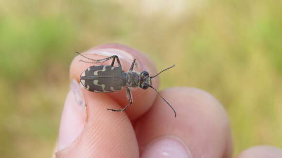 Imagem de Cicindela (Cicindela) repanda repanda Dejean 1825