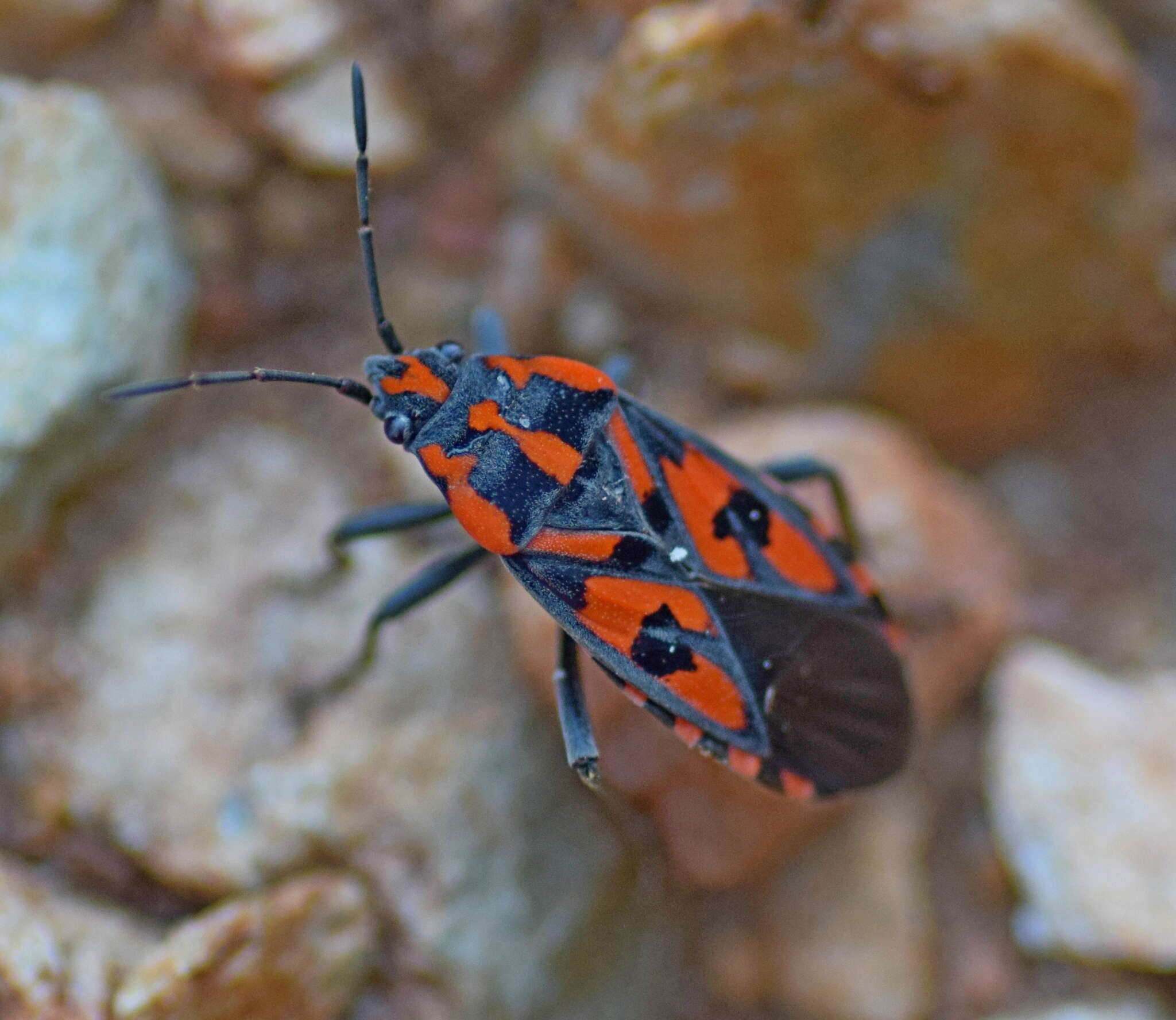 Image of Spilostethus saxatilis (Scopoli 1763)