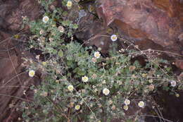 Image of Eutetras palmeri A. Gray