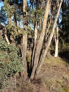 Image of Eucalyptus camphora subsp. humeana L. A. S. Johnson & K. D. Hill