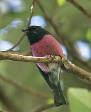 Image of Pink Robin