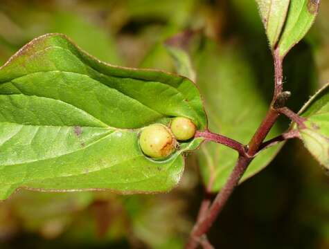 Image de Craneiobia