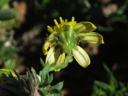 Image of Osteospermum microphyllum DC.