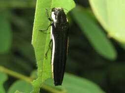 Image de Agrilus xantholomus (Dalman 1823)