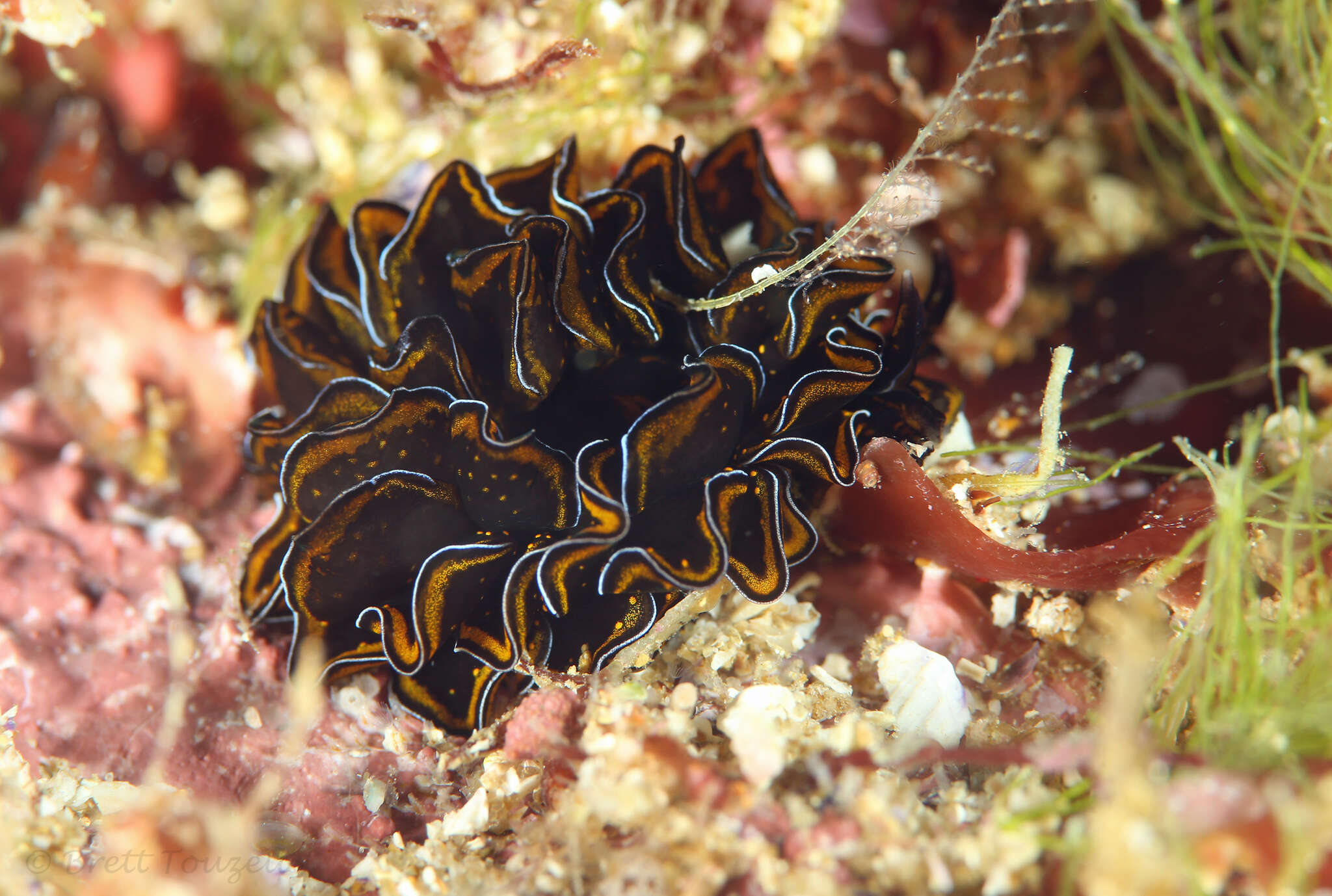 Image of Leaf gilled slug