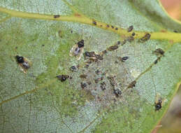 Image of Avocado lace bug