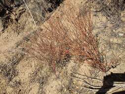 Image of slender woolly buckwheat