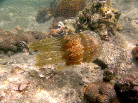 Image of jellyfish