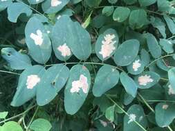 Image of Locust Digitate Leafminer