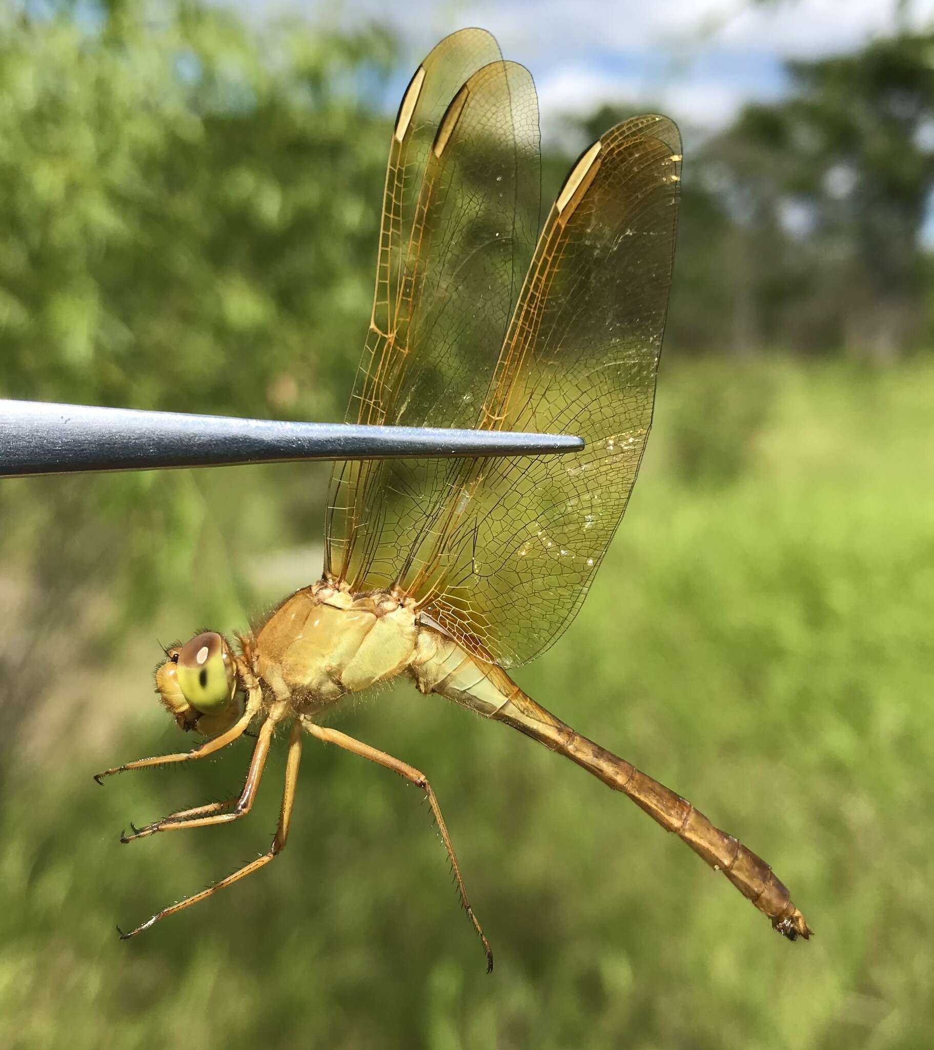 Image de Sympetrum uniforme (Selys 1883)