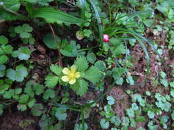 Image of Potentilla wallichiana Ser.