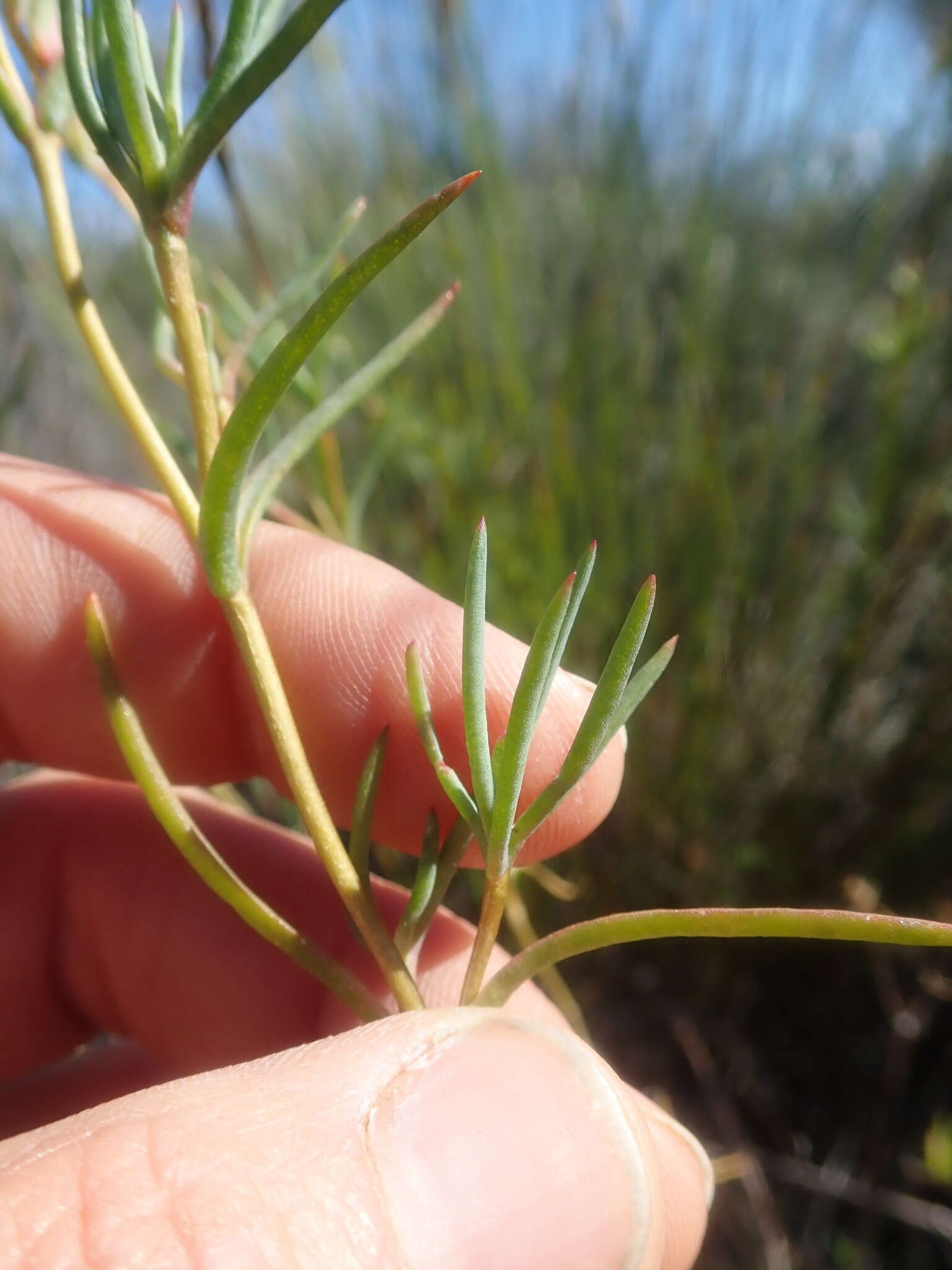 Image of Lampranthus dulcis (L. Bol.) L. Bol.