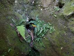 Image of limestone spleenwort