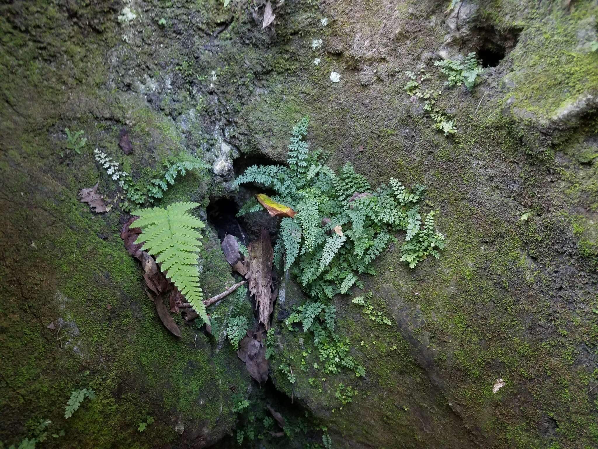 Image of limestone spleenwort