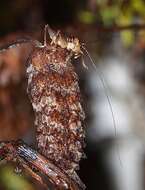 Image of Hemiandrus maia Taylor Smith, Morgan-Richards & Trewick 2013