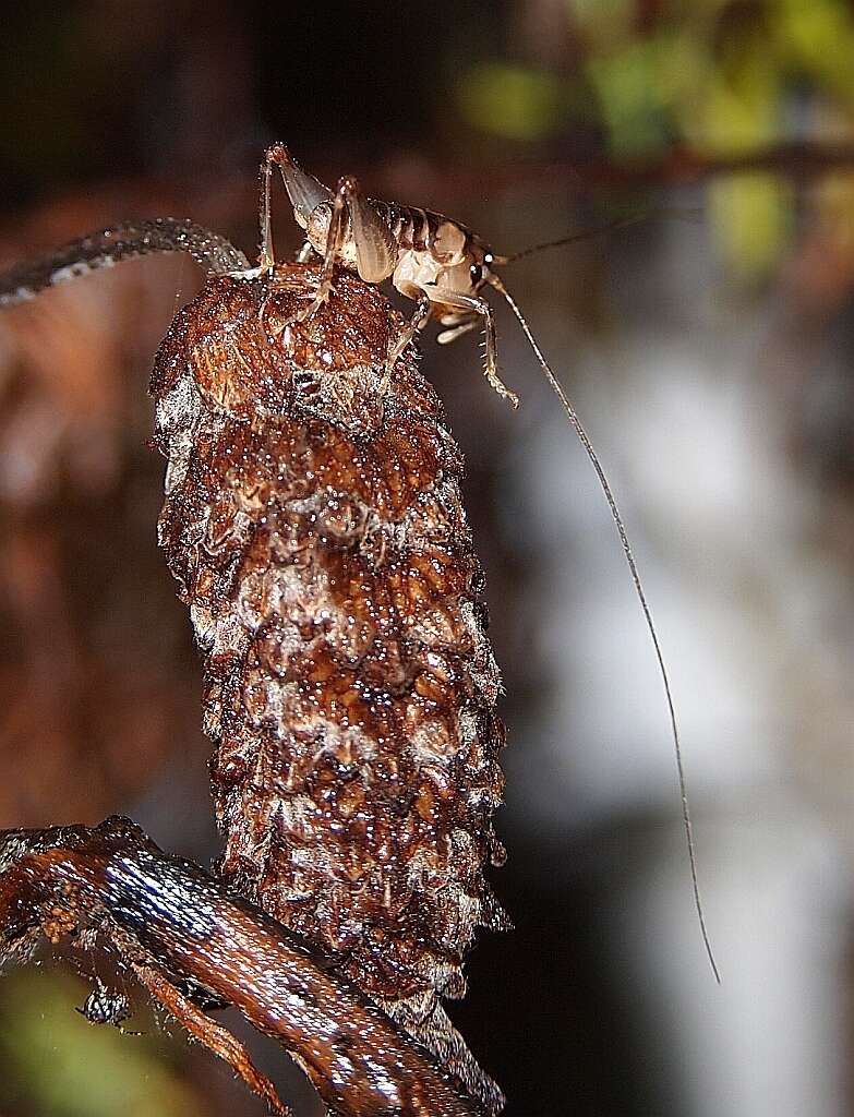 Image of Hemiandrus maia Taylor Smith, Morgan-Richards & Trewick 2013