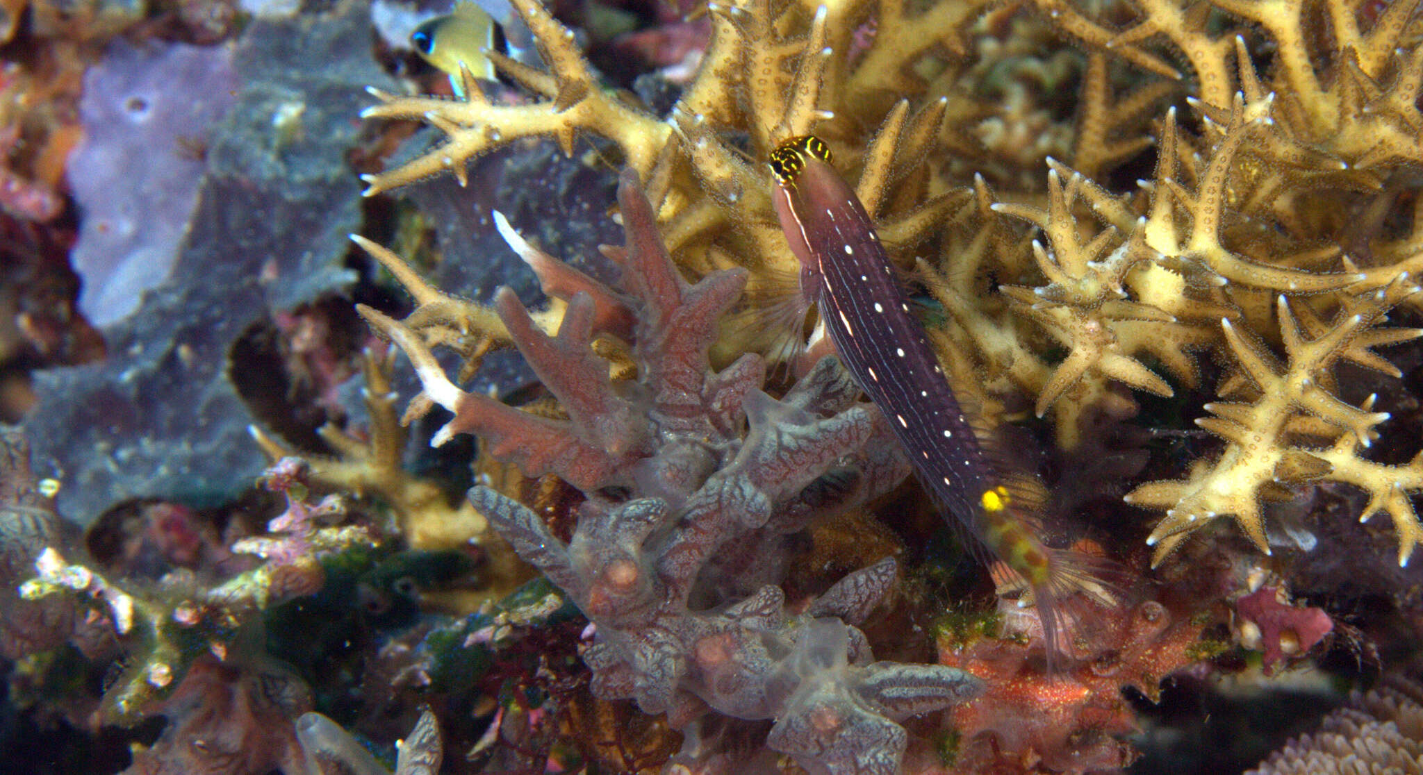 Image of Pictus Blenny