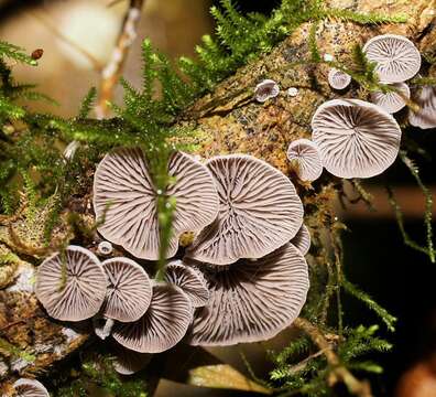 Image of Resupinatus cinerascens (Cleland) Grgur. 1997