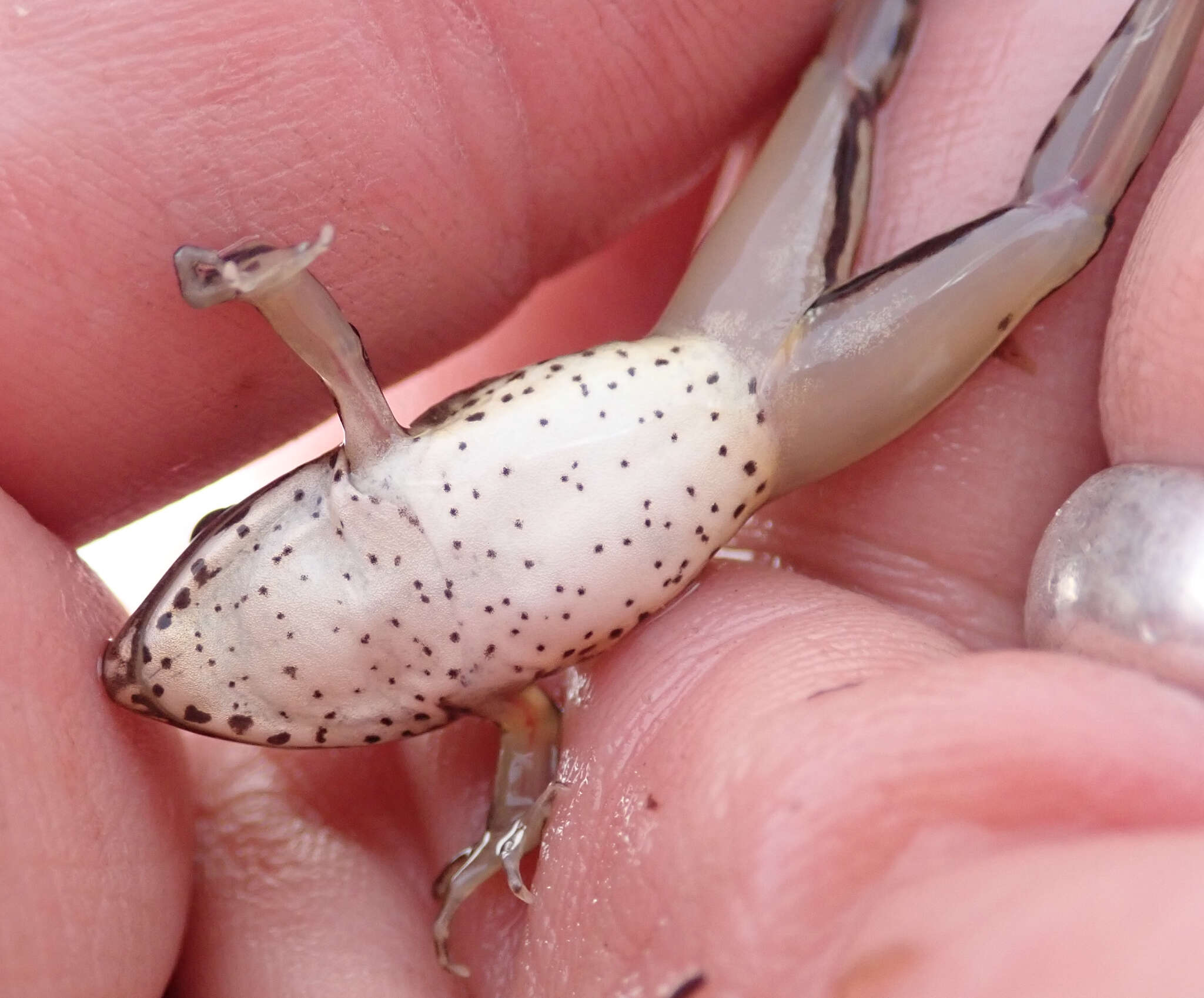 Image of Ptychadena subpunctata (Bocage 1866)