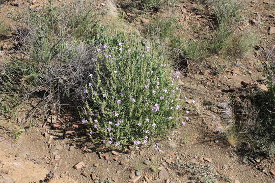 Image of Barleria lancifolia T. Anders.