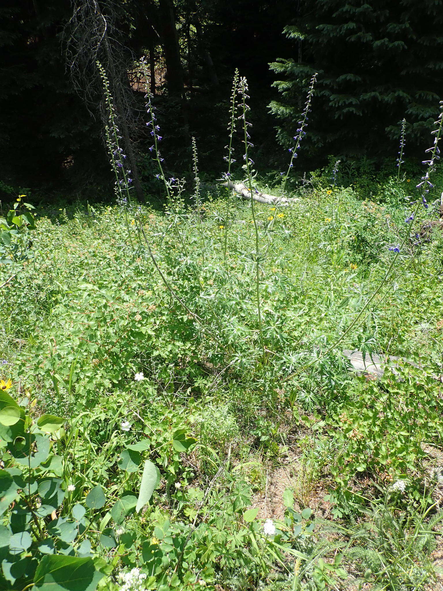 Image of mountain larkspur