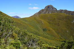 Image of Mountain cedar