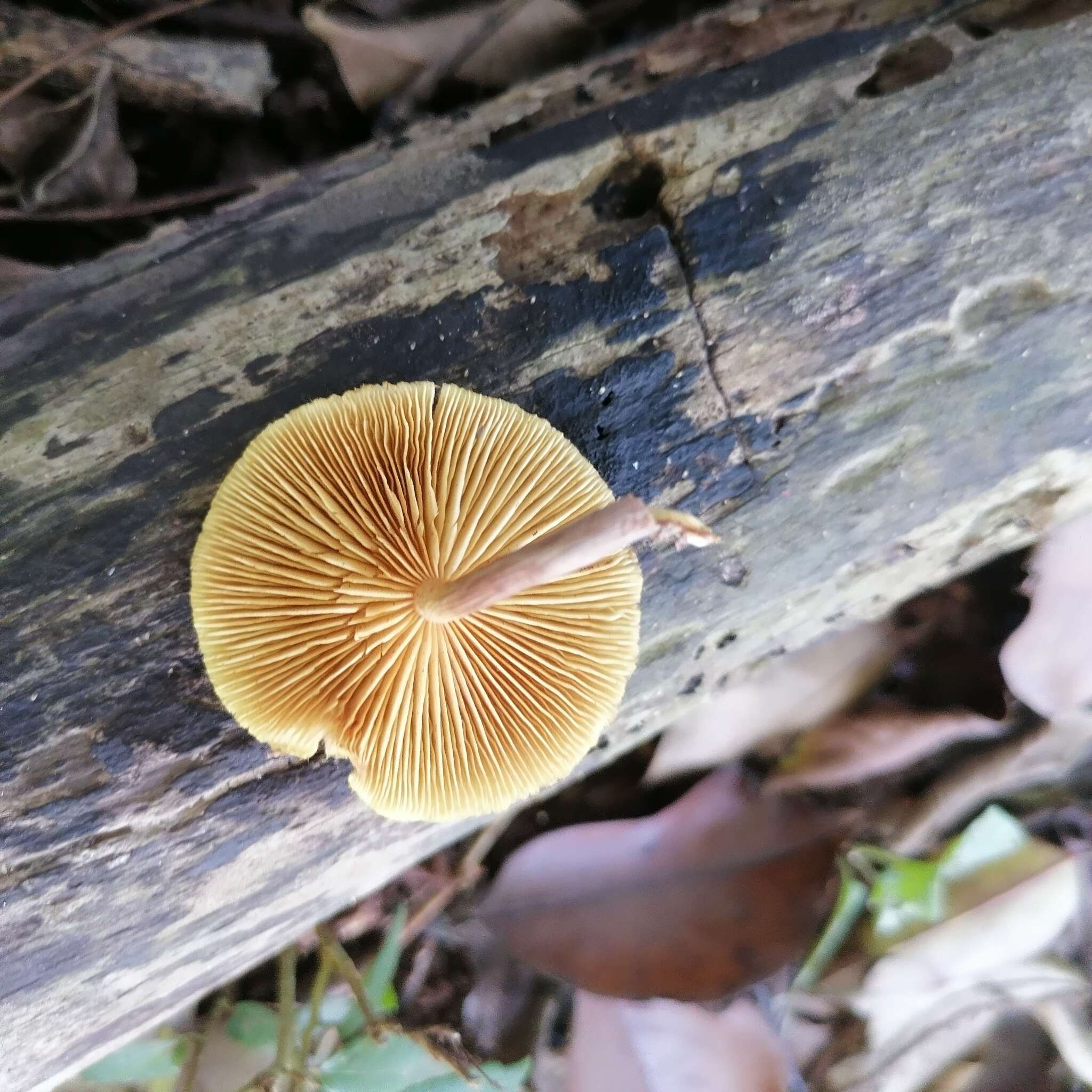 Image of Gymnopilus dilepis (Berk. & Broome) Singer 1951