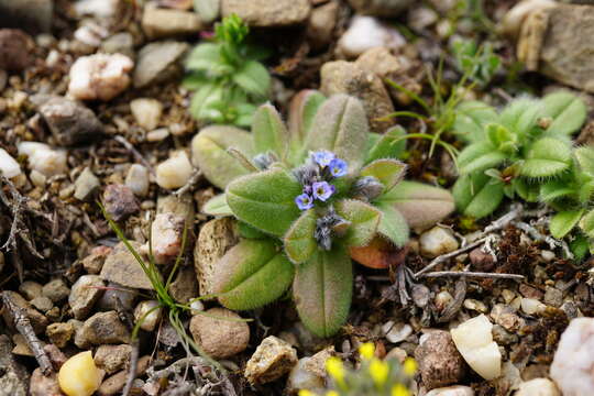 Image of Myosotis incrassata Guss.